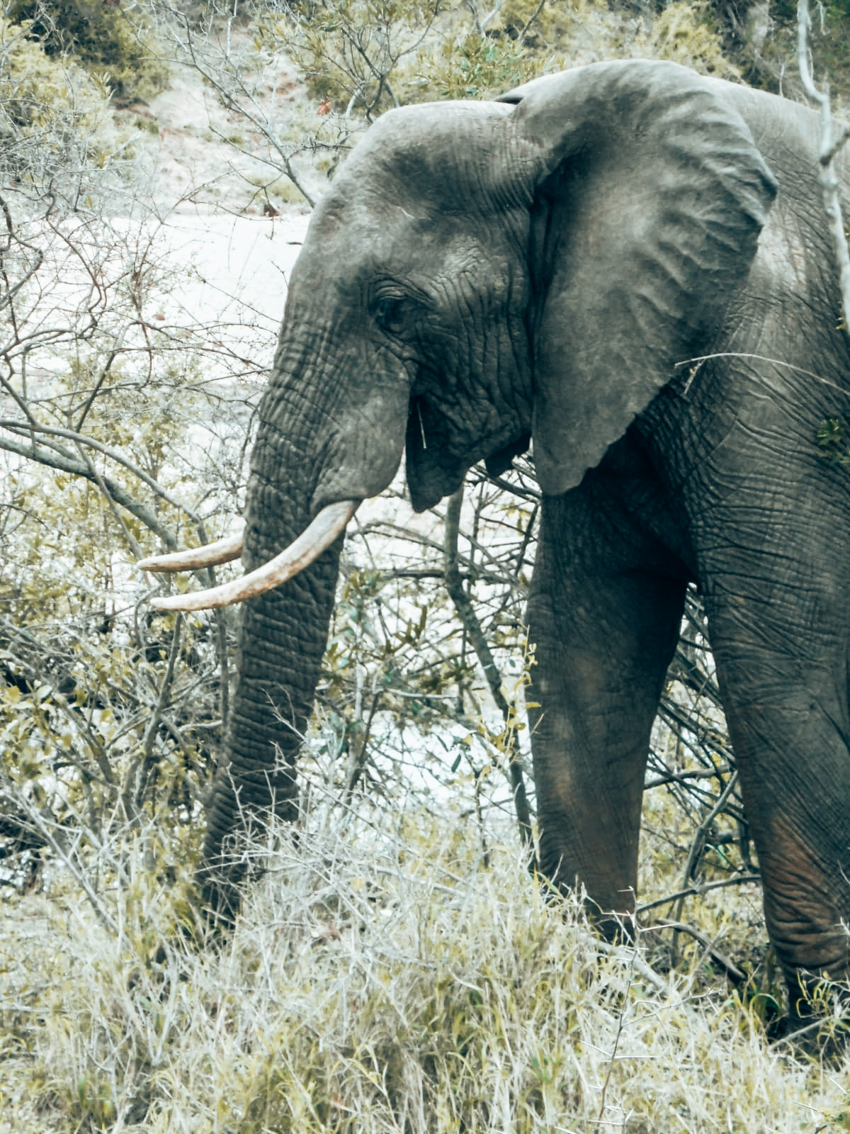 Elefant, Krüger Nationalpark, Südafrika