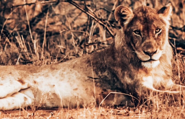 Junger Löwe, Südafrika, Krüger Nationalpark