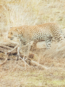 Leopard, Südafrika, Krüger Nationalpark