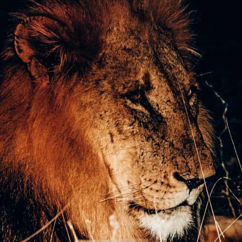 Löwe, Südafrika, Krüger Nationalpark
